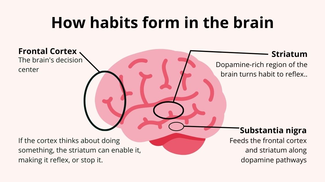 types of habits,how to pronounce habit?