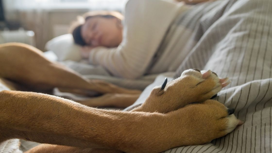 More sleep - health benefit of walking dog